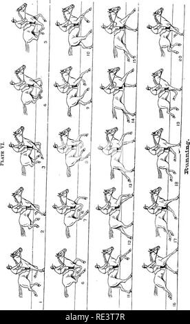 . La physiologie des animaux domestiques ... La physiologie, l'étude comparative ; physiologie vétérinaire. . Veuillez noter que ces images sont extraites de la page numérisée des images qui peuvent avoir été retouchées numériquement pour plus de lisibilité - coloration et l'aspect de ces illustrations ne peut pas parfaitement ressembler à l'œuvre originale.. Smith, Robert Meade, 1854-. Chicago, A. Eger Banque D'Images