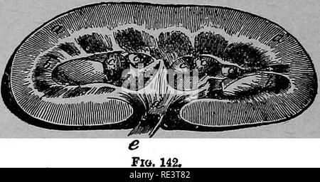 . Les maladies du porc : écrit comme un livre de texte pour le vétérinaire, étudiant et le porc producteur . Les porcs. 183 LES MALADIES DU PORC JHE. être certains de la sténose de la gorge, à mesure que l'animal semble vouloir obtenir quelque chose hors de lui et peut même mettre ses pieds jusqu'à la commissure des lèvres. La respiration est laborieuse et a une drôle de son, due, sans doute, à partir de la gorge de l'affection. Comme la maladie avance l'animal sera de plus en plus excité, et si la liberté tourne autour, snap- J'ing sur tout ce qu'il remplit et semble parfois comme s'il cherchait quelque chose à l'attaque. Longueur à symptômes de paral Banque D'Images