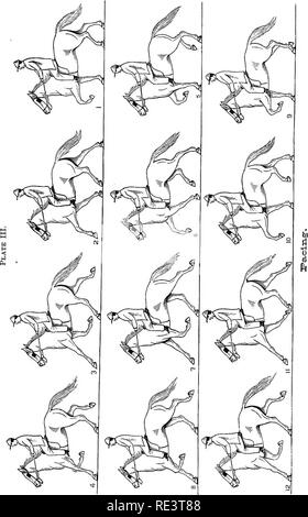 . La physiologie des animaux domestiques ... La physiologie, l'étude comparative ; physiologie vétérinaire. . Veuillez noter que ces images sont extraites de la page numérisée des images qui peuvent avoir été retouchées numériquement pour plus de lisibilité - coloration et l'aspect de ces illustrations ne peut pas parfaitement ressembler à l'œuvre originale.. Smith, Robert Meade, 1854-. Chicago, A. Eger Banque D'Images