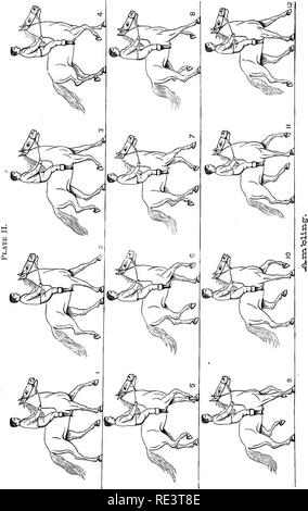 . La physiologie des animaux domestiques ... La physiologie, l'étude comparative ; physiologie vétérinaire. . Veuillez noter que ces images sont extraites de la page numérisée des images qui peuvent avoir été retouchées numériquement pour plus de lisibilité - coloration et l'aspect de ces illustrations ne peut pas parfaitement ressembler à l'œuvre originale.. Smith, Robert Meade, 1854-. Chicago, A. Eger Banque D'Images