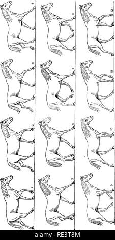 . La physiologie des animaux domestiques ... La physiologie, l'étude comparative ; physiologie vétérinaire. à l'IDENTIFICATEUR. Veuillez noter que ces images sont extraites de la page numérisée des images qui peuvent avoir été retouchées numériquement pour plus de lisibilité - coloration et l'aspect de ces illustrations ne peut pas parfaitement ressembler à l'œuvre originale.. Smith, Robert Meade, 1854-. Chicago, A. Eger Banque D'Images