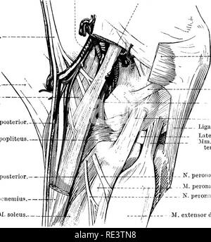 . L'anatomie topographique des membres du cheval. Les chevaux, la physiologie. Les MEMBRES DE LA HOESE 131 N. TIBIALIS.-le nerf tibial 1, la plus grande des deux divisions du nerf sciatique, a déjà été suivie à l'arrière de la cuisse au point où il disparaît entre les deux chefs du gastrocnémien. Le reste de son cours est maintenant révélé. Entre les chefs des veines le nerf entre en relation avec le muscle plantaire, du bord interne dont il suit de près jusqu'à ce que le niveau du sommet du tubercule est ealcanei est atteint. À ce point, il se divise en Banque D'Images