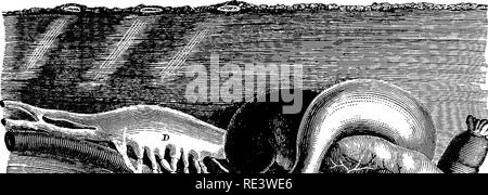 . La physiologie des animaux domestiques ... La physiologie, l'étude comparative ; physiologie vétérinaire. ABSOEPTION. 457 l'examen microscopique de l'épithélium intestinal après un repas complet qui est riche en éléments d'aliments gras va révéler le fait que l'épithélium des villosités est encombrée de minute oil-globules. Ihese. Veuillez noter que ces images sont extraites de la page numérisée des images qui peuvent avoir été retouchées numériquement pour plus de lisibilité - coloration et l'aspect de ces illustrations ne peut pas parfaitement ressembler à l'œuvre originale.. Smith, Robert Meade, 1854-. Chicago, A. Eger Banque D'Images