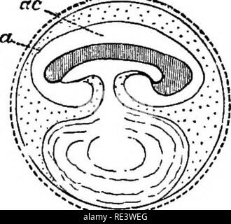 . Un texte-livre de physiologie animale, avec des chapitres d'introduction sur la biologie générale et un traitement complet de la reproduction ... La Physiologie, comparatif. . Veuillez noter que ces images sont extraites de la page numérisée des images qui peuvent avoir été retouchées numériquement pour plus de lisibilité - coloration et l'aspect de ces illustrations ne peut pas parfaitement ressembler à l'œuvre originale.. Mills, Wesley, 1847-1915. New York, D. Appleton Banque D'Images