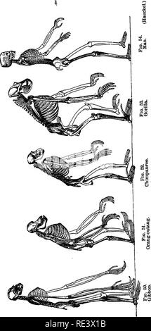 . Un texte-livre de physiologie animale, avec des chapitres d'introduction sur la biologie générale et un traitement complet de la reproduction ... La Physiologie, comparatif. 48 physiologie animale.. Veuillez noter que ces images sont extraites de la page numérisée des images qui peuvent avoir été retouchées numériquement pour plus de lisibilité - coloration et l'aspect de ces illustrations ne peut pas parfaitement ressembler à l'œuvre originale.. Mills, Wesley, 1847-1915. New York, D. Appleton Banque D'Images