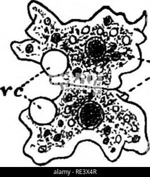 . Un texte-livre de physiologie animale, avec des chapitres d'introduction sur la biologie générale et un traitement complet de la reproduction ... La Physiologie, comparatif. La FIA. 11. Fig. 12. Fio. 13.. Veuillez noter que ces images sont extraites de la page numérisée des images qui peuvent avoir été retouchées numériquement pour plus de lisibilité - coloration et l'aspect de ces illustrations ne peut pas parfaitement ressembler à l'œuvre originale.. Mills, Wesley, 1847-1915. New York, D. Appleton Banque D'Images