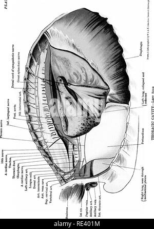 . L'anatomie du cheval, une dissection guide. Les chevaux. S2. Veuillez noter que ces images sont extraites de la page numérisée des images qui peuvent avoir été retouchées numériquement pour plus de lisibilité - coloration et l'aspect de ces illustrations ne peut pas parfaitement ressembler à l'œuvre originale.. McFadyean, John, Sir, 1853-. Édimbourg, W. &AMP ; A. K. Johnston, Limited ; New York, W. R. Jenkins Co. Banque D'Images