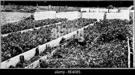 . Le forçage des légumes. Forcer (plantes) ; la culture maraîchère. Les CULTURES DU CHÂSSIS 399.-Carotte La Carotte est largement cultivés dans des cadres. Le petit, variétés à maturation précoce sont employés. Ils peuvent être cultivés comme une récolte de chute ou tout l'hiver si le climat n'est pas trop grave, mais les plus grands bénéfices sont généralement issus de semis de printemps. Dans le Richfield, N. J., section, graine est semée dans les cadres autour du 1er août. Nantes est la plus populaire variété dans cette section. Fig. 140.-Frame de Nantes culture carotte. Compte tenu de sa bonne couleur, l'économie en croissance, la saveur douce et sa certitude dans la production de bon mot Banque D'Images