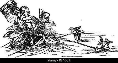 . Fruit de la culture rationnelle. La culture de fruits. FRUIT DE LA CULTURE rationnelle. 103 turbed lorsque la plantation se fait ; mais, d'autre part, il y a le désavantage qu'il est difficile de garder le sol humide en petits pots quand ils sont exposés tout au long de la journée à l'air et au soleil. La plupart des jeunes plants, si laissés à eux-mêmes, s'enraciner dans le sol, mais ils seraient plus lents à le faire que si le bas, liée et l'heure est d'importance si une culture est d'être obtenus au cours de la première saison. Lorsqu'un nombre suffisant de couches a été, tous les autres coureurs devront être coupées.. Fig. 41.-fraise runner en couches dans un pot, Banque D'Images