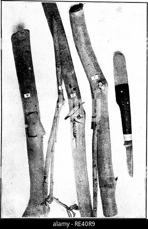 . La culture du cacao dans les Antilles ... Le cacao. No 1 Printemps du greffon. N° 2 Shield Bud. N°3 Greffe de côté, convient aux jeunes plants. N° 4 Patch bud, la méthode la plus appropriée de cacao en herbe.. Veuillez noter que ces images sont extraites de la page numérisée des images qui peuvent avoir été retouchées numériquement pour plus de lisibilité - coloration et l'aspect de ces illustrations ne peut pas parfaitement ressembler à l'œuvre originale.. Kali allemand fonctionne. Bureau de l'agriculture. La Havane, Allemand Kali travaille Banque D'Images