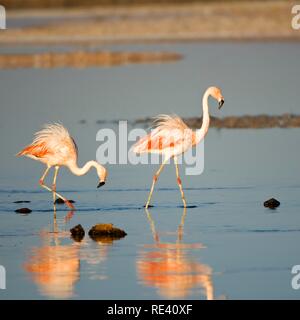 Les flamants du Chili (Phoenicopterus chilensis), la Laguna de Chaxa, désert d'Atacama, Chili, Amérique du Sud Banque D'Images