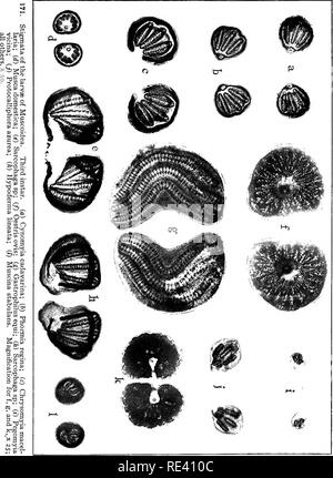 . Manuel de l'entomologie médicale. Les insectes nuisibles ; les insectes porteurs de la maladie ; parasitologie médicale. Muscidce 313. Veuillez noter que ces images sont extraites de la page numérisée des images qui peuvent avoir été retouchées numériquement pour plus de lisibilité - coloration et l'aspect de ces illustrations ne peut pas parfaitement ressembler à l'œuvre originale.. Riley, William A. (William Albert), b. 1876 ; Johanssen, Oskar Auguste, 1870-. Ithaca, N. Y., le Comstock Publishing Company Banque D'Images