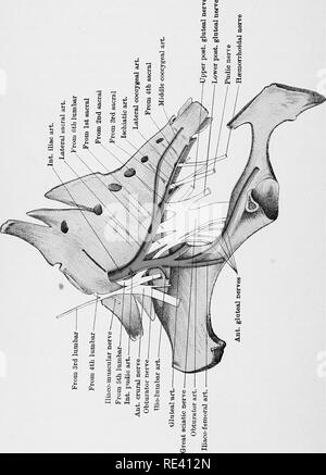 . L'anatomie du cheval, une dissection guide. Les chevaux. . Veuillez noter que ces images sont extraites de la page numérisée des images qui peuvent avoir été retouchées numériquement pour plus de lisibilité - coloration et l'aspect de ces illustrations ne peut pas parfaitement ressembler à l'œuvre originale.. McFadyean, John, Sir, 1853-. Édimbourg et Londres, W. &AMP ; A. K. Johnston, Ltd. Banque D'Images