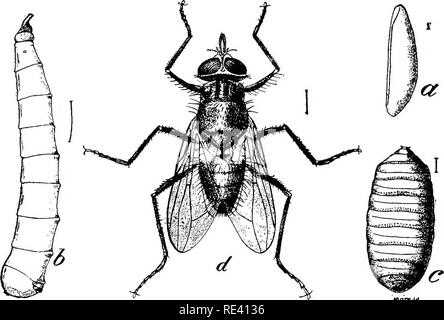 . Manuel de l'entomologie médicale. Les insectes nuisibles ; les insectes porteurs de la maladie ; parasitologie médicale. 3o8 Hominoxious arthropodes au repos. Les pollénies. P. rudis et espèces associées, largement distribué Pollenia R. D.* g. Corps bleu ou vert métallique. L'Est de l'Heinisphere. h. L'angle des vibrisses placé très haut au-dessus de la marge par voie orale ; une anterniEe carina entre l'extérieur ; posthumeral intraalar antérieur ; vouloir présenter. T.. viridaurea ThelychcBta Java Br.. jnanrJA 167. Horn fly. (A) œuf ; (i&gt ;) larve pupe ; c) ; (d) des profils. (X4). Bureau international d'entomologie de l'hh. L'angle des vibrisses assez élevée au-dessus de l'o Banque D'Images