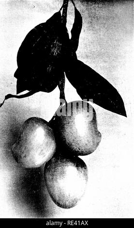 . Le jardin de fruits. La culture des fruits, des fruits des arbres. Un tas de mangues. (Taille moyenne des fruits 3J Jy 3 pouces.). Veuillez noter que ces images sont extraites de la page numérisée des images qui peuvent avoir été retouchées numériquement pour plus de lisibilité - coloration et l'aspect de ces illustrations ne peut pas parfaitement ressembler à l'œuvre originale.. Bunyard, George ; Thomas, Owen. New York, C. Scribner Banque D'Images