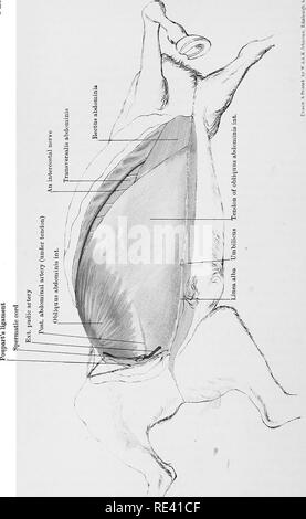 . L'anatomie du cheval, une dissection guide. Les chevaux. o Q. Veuillez noter que ces images sont extraites de la page numérisée des images qui peuvent avoir été retouchées numériquement pour plus de lisibilité - coloration et l'aspect de ces illustrations ne peut pas parfaitement ressembler à l'œuvre originale.. McFadyean, John, Sir, 1853-. Édimbourg et Londres, W. &AMP ; A. K. Johnston, Ltd. Banque D'Images