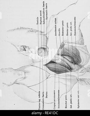 . L'anatomie du cheval, une dissection guide. Les chevaux. w, ^^-.. Veuillez noter que ces images sont extraites de la page numérisée des images qui peuvent avoir été retouchées numériquement pour plus de lisibilité - coloration et l'aspect de ces illustrations ne peut pas parfaitement ressembler à l'œuvre originale.. McFadyean, John, Sir, 1853-. Édimbourg et Londres, W. &AMP ; A. K. Johnston, Ltd. Banque D'Images