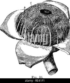 . L'anatomie du cheval, une dissection guide. Les chevaux. La dissection du globe oculaire. OP 26 : et environ la moitié d'un pouce. La pièce d'étain entre sclérotique peut alors être soulevé d'incisions et tourner en arrière en détruisant to processus mince, les nerfs et les vaisseaux qui le connecter à la choroïde. Un le bord antérieur du morceau de la choroïde ainsi exposés, et immédiatement derrière le bord de l'iris, il y aura vu une zone blanchâtre-cUian le corps, ou anneau albidus. L'humeur aqueuse occupe une chambre qui est limité dans de par la face postérieure de la cornée ; et derrière par la capsule sus anc Banque D'Images