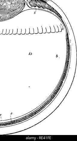 . L'anatomie du cheval, une dissection guide. Les chevaux. lJJJJJJJ s^^^^^^". Veuillez noter que ces images sont extraites de la page numérisée des images qui peuvent avoir été retouchées numériquement pour plus de lisibilité - coloration et l'aspect de ces illustrations ne peut pas parfaitement ressembler à l'œuvre originale.. McFadyean, John, Sir, 1853-. Édimbourg et Londres, W. &AMP ; A. K. Johnston, Ltd. Banque D'Images