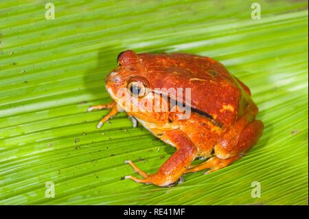 La grenouille tomate ou Crapaud Rouge de Madagascar (Dyscophus antongilii), Madagascar, Afrique Banque D'Images