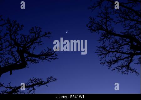 Le Baobab (Adansonia grandidieri) la nuit, Morondava, Madagascar, Afrique Banque D'Images