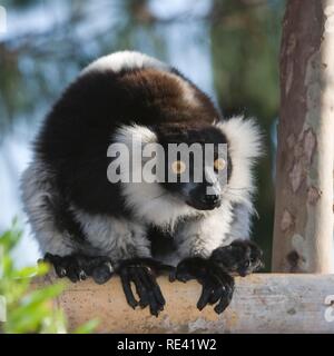 Noir et blanc de la Gélinotte Lemur (Le Varecia variegata), endémique, gravement menacés, l'UICN 2008, Madagascar, Afrique Banque D'Images