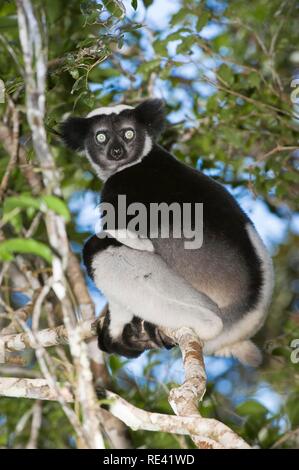 L'Indri (Indri Indri ou Babakoto) assis dans un arbre, Perinet Analamazaotra Réserve, Madagascar, Afrique Banque D'Images