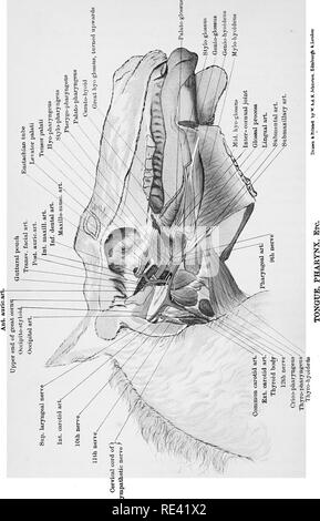 . L'anatomie du cheval, une dissection guide. Les chevaux. . Veuillez noter que ces images sont extraites de la page numérisée des images qui peuvent avoir été retouchées numériquement pour plus de lisibilité - coloration et l'aspect de ces illustrations ne peut pas parfaitement ressembler à l'œuvre originale.. McFadyean, John, Sir, 1853-. Édimbourg et Londres, W. &AMP ; A. K. Johnston, Ltd. Banque D'Images