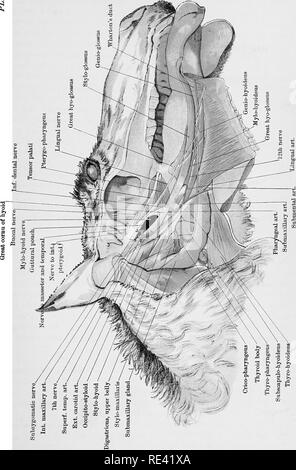 . L'anatomie du cheval, une dissection guide. Les chevaux. I s w i. Cm o. Veuillez noter que ces images sont extraites de la page numérisée des images qui peuvent avoir été retouchées numériquement pour plus de lisibilité - coloration et l'aspect de ces illustrations ne peut pas parfaitement ressembler à l'œuvre originale.. McFadyean, John, Sir, 1853-. Édimbourg et Londres, W. &AMP ; A. K. Johnston, Ltd. Banque D'Images