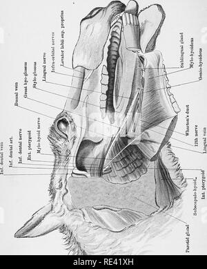 . L'anatomie du cheval, une dissection guide. Les chevaux. x  %fe m . Veuillez noter que ces images sont extraites de la page numérisée des images qui peuvent avoir été retouchées numériquement pour plus de lisibilité - coloration et l'aspect de ces illustrations ne peut pas parfaitement ressembler à l'œuvre originale.. McFadyean, John, Sir, 1853-. Édimbourg et Londres, W. &AMP ; A. K. Johnston, Ltd. Banque D'Images