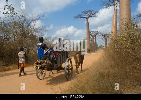 Alley des Baobabs (Adansonia grandidieri), Morondava, Madagascar, Afrique Banque D'Images