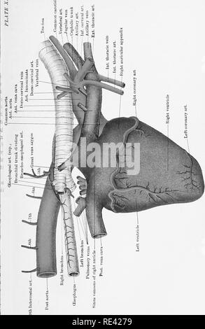 . L'anatomie du cheval, une dissection guide. Les chevaux. Je m à "3. Veuillez noter que ces images sont extraites de la page numérisée des images qui peuvent avoir été retouchées numériquement pour plus de lisibilité - coloration et l'aspect de ces illustrations ne peut pas parfaitement ressembler à l'œuvre originale.. McFadyean, John, Sir, 1853-. Édimbourg et Londres, W. &AMP ; A. K. Johnston, Ltd. Banque D'Images