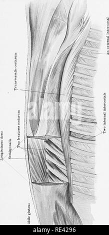 . L'anatomie du cheval, une dissection guide. Les chevaux. . Veuillez noter que ces images sont extraites de la page numérisée des images qui peuvent avoir été retouchées numériquement pour plus de lisibilité - coloration et l'aspect de ces illustrations ne peut pas parfaitement ressembler à l'œuvre originale.. McFadyean, John, Sir, 1853-. Édimbourg et Londres, W. &AMP ; A. K. Johnston, Ltd. Banque D'Images