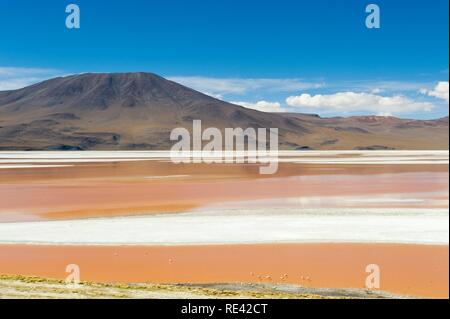 La Laguna Colorada, lagune peu profonde rouge, Altiplano salt lake, Potosi, Bolivie, Amérique du Sud Banque D'Images