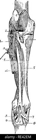 . L'anatomie du cheval, une dissection guide. Les chevaux. 76 L'ANATOMIE DU CHEVAL. Le Flexor Metatarsi (fig. 3). Ce muscle se compose de deux parties parallèles-a et superficielle une profonde. La division superficielle existe sous la forme d'un cordon tendineux avec peu ou pas de tissu musculaire, et se pose, en commun avec l'appareil extenseur pedis, à partir de la fosse entre la trochlée et le condyle externe du fémur. Ce tendon d'origine passe à travers l'encoche entre la partie antérieure et externe tubérosités à l'extrémité supérieure du tibia, et il est enveloppé par l'option --B de la membrane synoviale fémoro-tibial l Banque D'Images