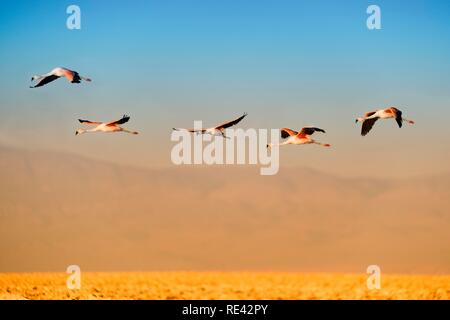 Les flamands des Andes (Phoenicoparrus andinus) en vol, la Laguna de Chaxa, désert d'Atacama, Chili, Amérique du Sud Banque D'Images