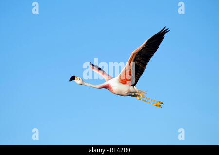 Flamant des Andes (Phoenicoparrus andinus) en vol, la Laguna de Chaxa, désert d'Atacama, Chili, Amérique du Sud Banque D'Images