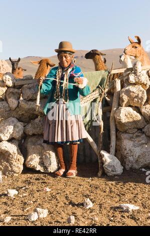 Herdswoman lama portant un chapeau melon, également appelé Bombin, et filage de la laine en face d'un corral de pierre, San Juan, Potosi Banque D'Images