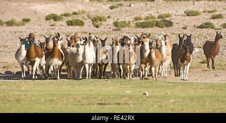 L'élevage de lamas femme bolivienne (Lama glama), San Juan, Potosi, Bolivie, Amérique du Sud Banque D'Images