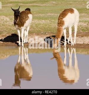 Les lamas (Lama glama) reflétant dans l'eau, San Juan, Potosi, Bolivie, Amérique du Sud Banque D'Images