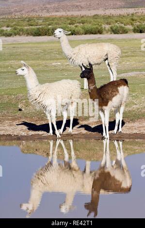 Les lamas (Lama glama) reflétant dans l'eau, San Juan, Potosi, Bolivie, Amérique du Sud Banque D'Images