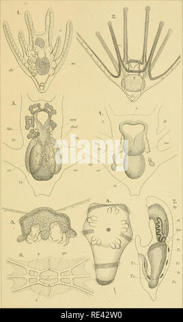 . (Echinodermen Stachelhäuter). Les échinodermes. Ophiuix&gt;idée. Taf.X.. XtA. ÖiaaJie icDeo/isit.. Veuillez noter que ces images sont extraites de la page numérisée des images qui peuvent avoir été retouchées numériquement pour plus de lisibilité - coloration et l'aspect de ces illustrations ne peut pas parfaitement ressembler à l'œuvre originale.. Ludwig, Hubert, 1852-1913 ; Meissner, Max ; Przibram, Hans ; Hamann, Otto. Leipzig : C. F. Winter Banque D'Images