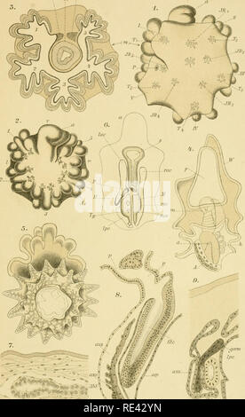 . (Echinodermen Stachelhäuter). Les échinodermes. Asteroidea. Taf.X. Un n" a. G 6^/ ? Iievrieni Lüiu Giesecke St.. Veuillez noter que ces images sont extraites de la page numérisée des images qui peuvent avoir été retouchées numériquement pour plus de lisibilité - coloration et l'aspect de ces illustrations ne peut pas parfaitement ressembler à l'œuvre originale.. Ludwig, Hubert, 1852-1913 ; Meissner, Max ; Przibram, Hans ; Hamann, Otto. Leipzig : C. F. Winter Banque D'Images