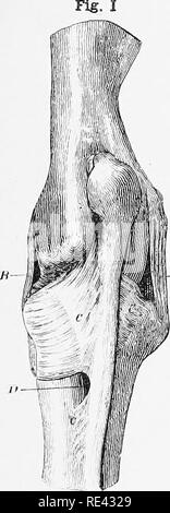 . L'anatomie du cheval, une dissection guide. Les chevaux. . Veuillez noter que ces images sont extraites de la page numérisée des images qui peuvent avoir été retouchées numériquement pour plus de lisibilité - coloration et l'aspect de ces illustrations ne peut pas parfaitement ressembler à l'œuvre originale.. McFadyean, John, Sir, 1853-. Édimbourg et Londres, W. &AMP ; A. K. Johnston, Ltd. Banque D'Images