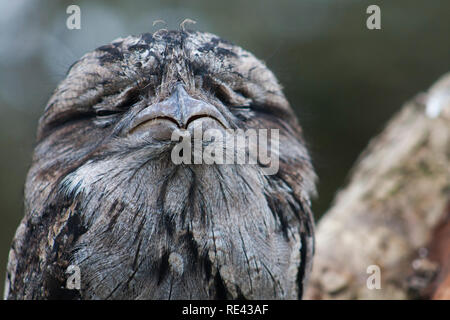 Podargus strigoides Tawny Une grille supérieure, Banque D'Images