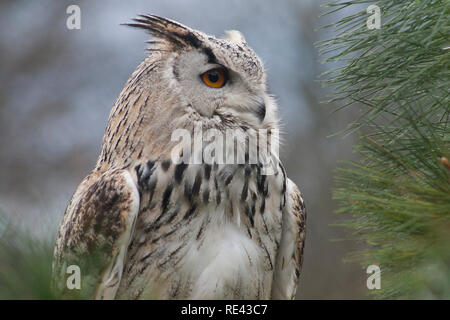 Hibou de l'aigle de Sibérie x de Turkmène Banque D'Images