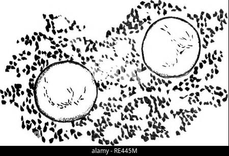 . L'étude pratique de la malaria et d'autres parasites du sang. Le paludisme, les moustiques ; Trypanosoma ; du sang. Plnh-IL.. Veuillez noter que ces images sont extraites de la page numérisée des images qui peuvent avoir été retouchées numériquement pour plus de lisibilité - coloration et l'aspect de ces illustrations ne peut pas parfaitement ressembler à l'œuvre originale.. Stephens, John William Watson, 1865- ; Christophers, S. R. (Samuel Rickard), 1873- ; École de médecine tropicale de Liverpool. Londres, publiée pour l'Univ. Press de Liverpool par Williams &AMP ; Norgate Banque D'Images