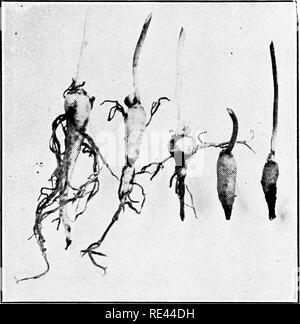 . L'hydraste du Canada et de Ginseng Growers' Guide. Le ginseng, l'hydraste du Canada. Kio'. 40. .Montrant- l'effet, de fibres pourrissent sur seedlintfs âSee «Page.-â &gt ;'' et 9 ! !, (à partir de cultures spéciales.). Veuillez noter que ces images sont extraites de la page numérisée des images qui peuvent avoir été retouchées numériquement pour plus de lisibilité - coloration et l'aspect de ces illustrations ne peut pas parfaitement ressembler à l'œuvre originale.. Koehler, John Henry, 1866-. Wausau, Wisconsin , P. F. Stolze Banque D'Images