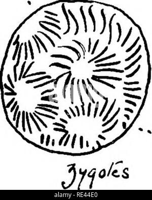 . L'étude pratique de la malaria et d'autres parasites du sang. Le paludisme, les moustiques ; Trypanosoma ; Sang. cytict. ^ (. Veuillez noter que ces images sont extraites de la page numérisée des images qui peuvent avoir été retouchées numériquement pour plus de lisibilité - coloration et l'aspect de ces illustrations ne peut pas parfaitement ressembler à l'œuvre originale.. Stephens, John William Watson, 1865- ; Christophers, S. R. (Samuel Rickard), 1873- ; École de médecine tropicale de Liverpool. Londres, publiée pour l'Univ. Press de Liverpool par Williams &AMP ; Norgate Banque D'Images