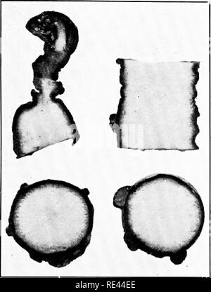 . L'hydraste du Canada et de Ginseng Growers' Guide. Le ginseng, l'hydraste du Canada. Fig S."). Sections à root et l)ud. Le blacliening du tissu pro- giesses très lentement vers l'intérieur. Cela montre les conditions environ six mois après que les racines sont attaqués.-voir page 8Li. (À partir de cultures spéciales.). Veuillez noter que ces images sont extraites de la page numérisée des images qui peuvent avoir été retouchées numériquement pour plus de lisibilité - coloration et l'aspect de ces illustrations ne peut pas parfaitement ressembler à l'œuvre originale.. Koehler, John Henry, 1866-. Wausau, Wisconsin , P. F. Stolze Banque D'Images